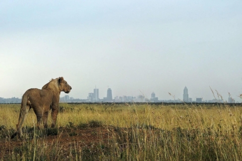 Nairobi National Park Halbtägige Pirschfahrt.