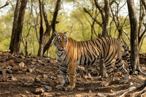 Von Delhi aus: 3 Tage Tour durch Ranthambore Tiger Safari