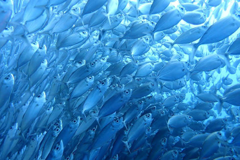 Oslob: Walvishaaien en Moalboal Sardine Run, ZeeschildpaddenOslob Walvishaaien en Moalboal Sardine Run, Zeeschildpadden