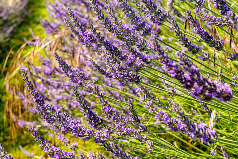 From Paris: Castle of Chambord & Lavender fields Day Trip