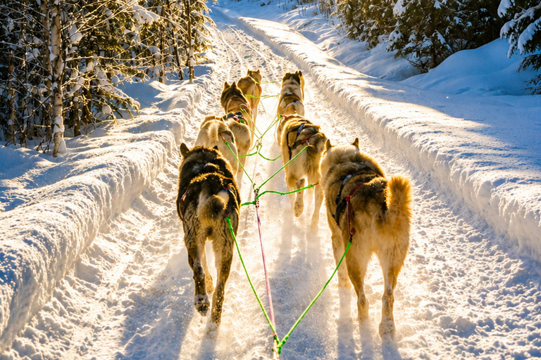 Rovaniemi: Meet Vasco Husky & Enjoy Sled Ride at Husky Farm ⭐ Winter Husky Adventure with Vasco | Jan 1 – Mar 31