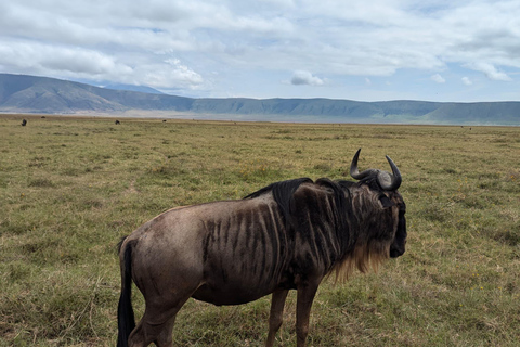 Arusha: 4 giorni di safari nel Serengeti e nel cratere del NgorongoroSafari privato