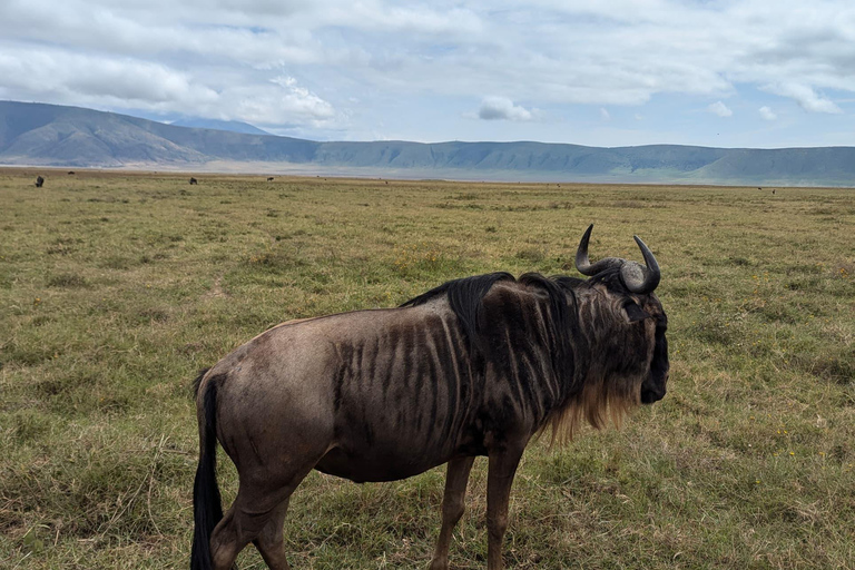 Arusha: 4 giorni di safari nel Serengeti e nel cratere del NgorongoroSafari privato