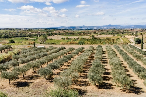 Montpellier : Visit an Olive Oil Mill