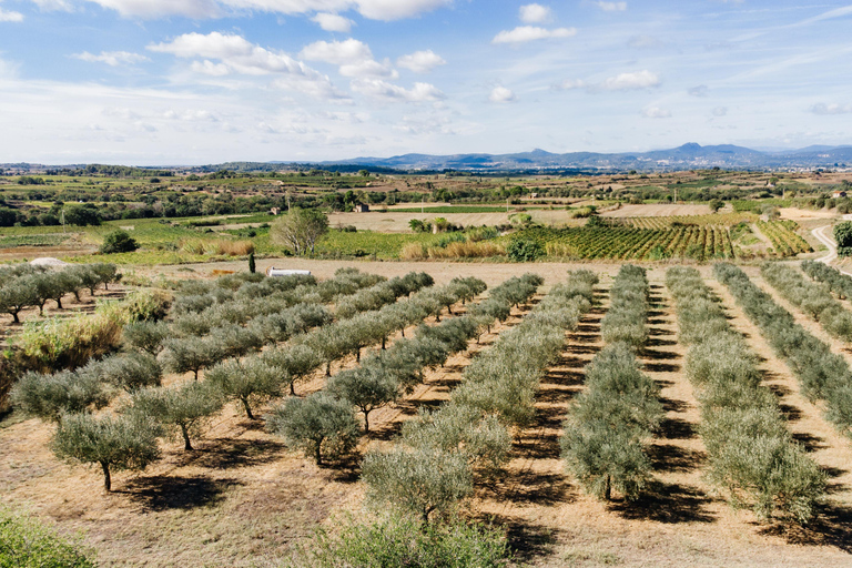 Montpellier : Visita un molino de aceite de oliva