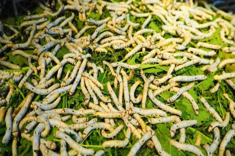 Hoi An - Devenez un sériciculteur et un tisserand qualifié (visite d'une demi-journée)