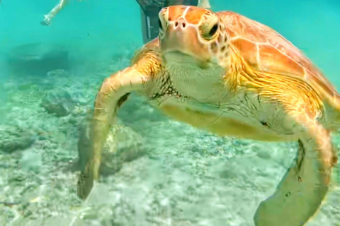 Bali: Gili Island Snorkeling Tour Include Fast Boat Go/Back