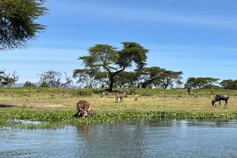 "Lake Naivasha Day Trip & Scenic Boat Ride Adventure"