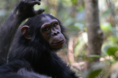 NYUNGWE: Passeio no dossel do Parque Nacional de Nyungwe
