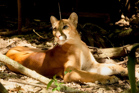 Parc national du Corcovado, station San Pedrillo, randonnée d&#039;une journée