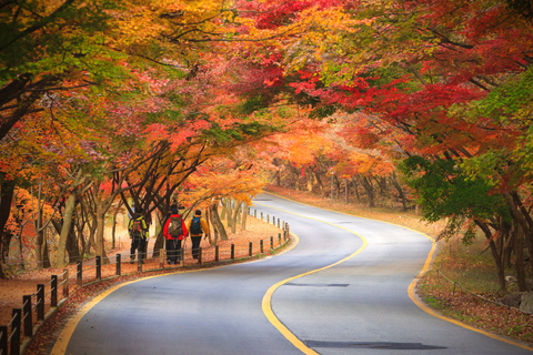 Busan: Naejangsan National Park Autumn Foliage One Day Tour Shared Naejangsan Tour, Meet at Haeundae Station