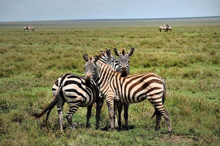 Safari matinal por el Parque Nacional de Nairobi