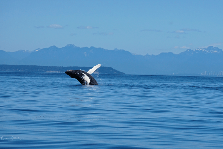 British Columbia: Whale Watching Öko-Abenteuertour