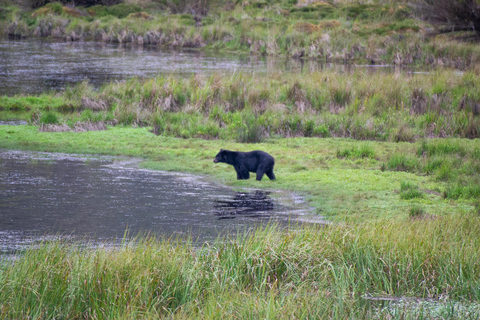 Private sight Tour Chingaza Paramo from Bogota, Andean BearPrivate sighting Tour in Chingaza Paramo, Andean Bear