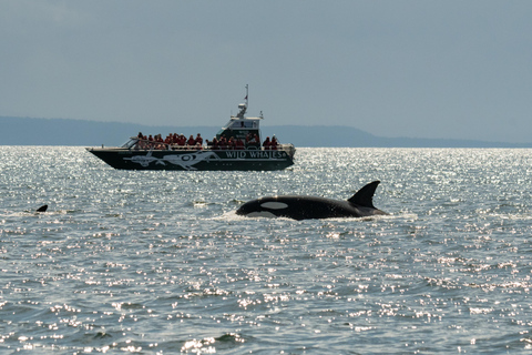 Vancouver: Open-air Whale Watching Tour, Granville Island