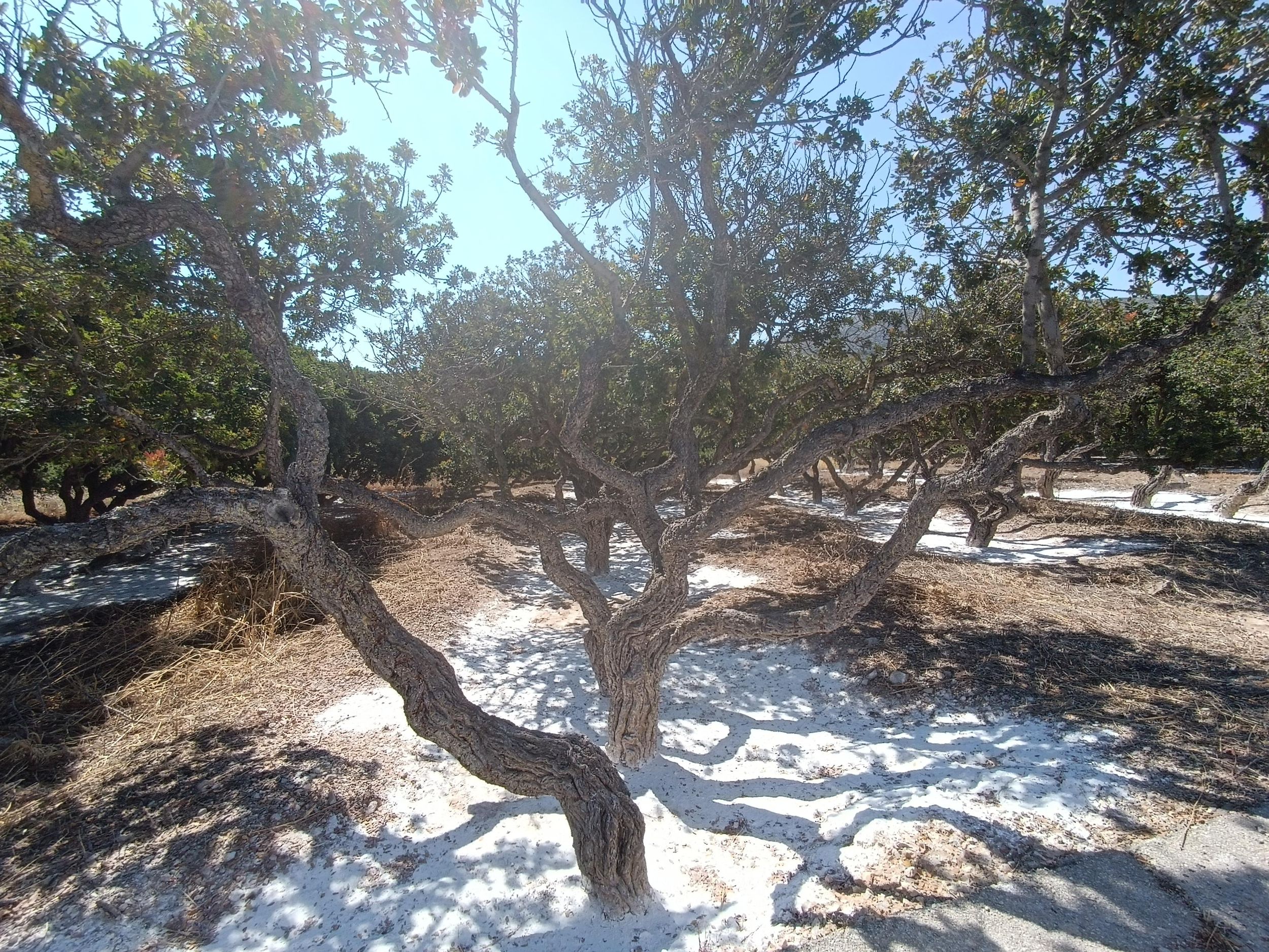 Chios: Mastiha Landausflug