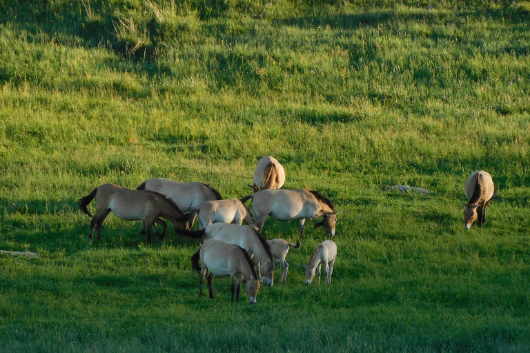 Mongolia: Gobi Desert and Kharkhorin, Central Mongolia Tour