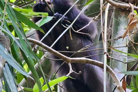 Khao Sok: Privates Tagestrekking, Dschungel-Dinner &amp; Nachtsafari