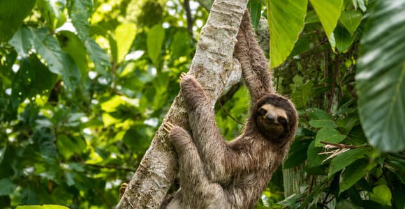 La Fortuna: Sloth Watching & Night Wildlife Tour