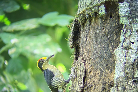 De San José au parc national Manuel Antonio visite guidée