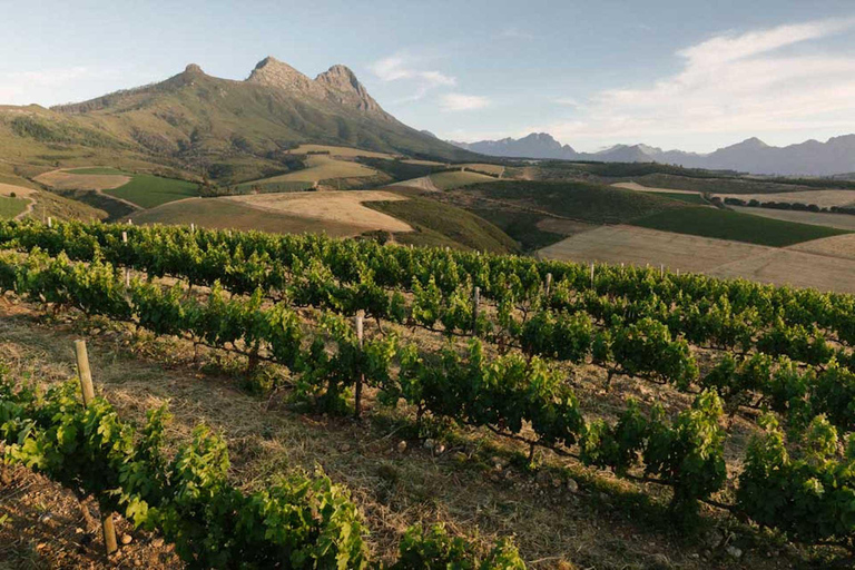 Le Cap : visite des vignobles pour les amateurs de vin avec transfert privé