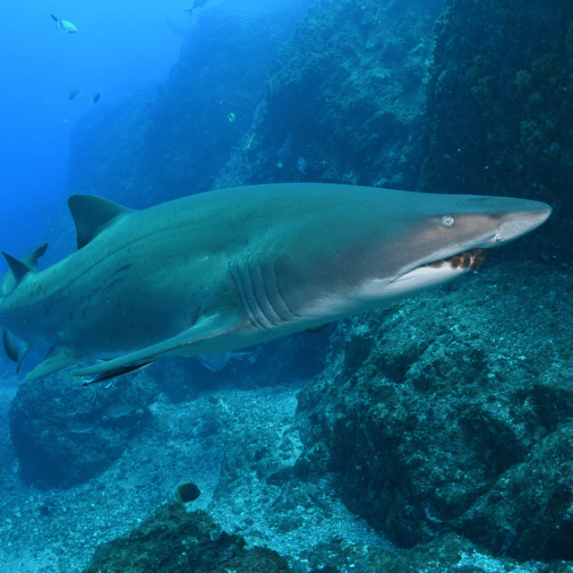 Shark Scuba Dive in Bushrangers Bay Day-Trip | GetYourGuide