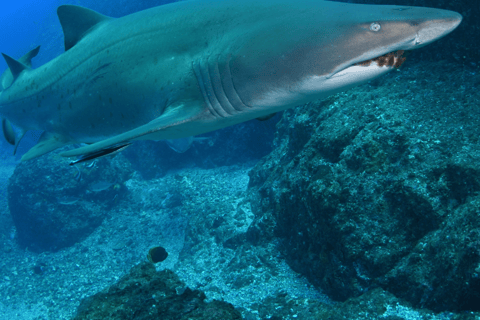 Bondi: Immersione con gli squali a Bushrangers Bay per subacquei certificati