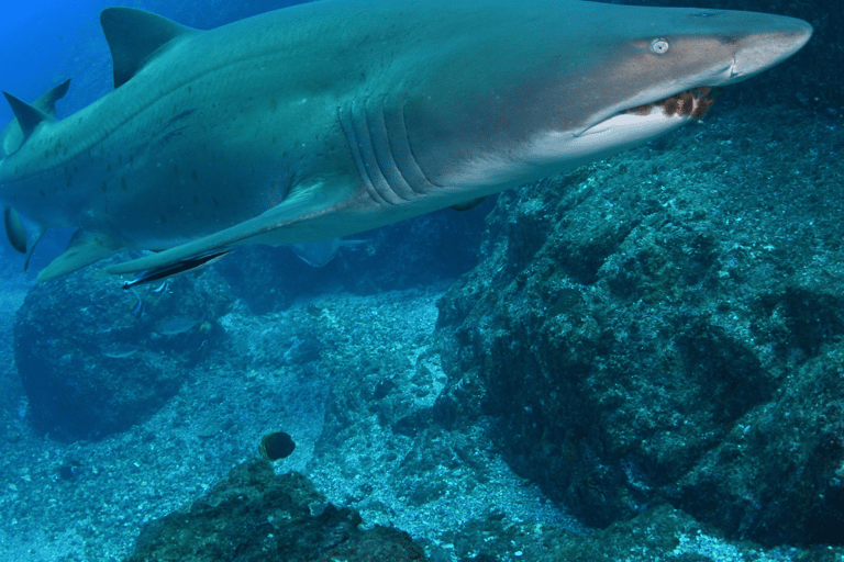 Bondi: Inmersión con tiburones en Bushrangers Bay para buceadores certificados