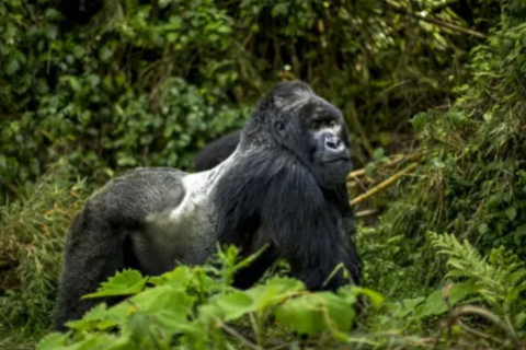 Rwanda: 2-Day Volcanoes National Park Gorilla Trekking Tour