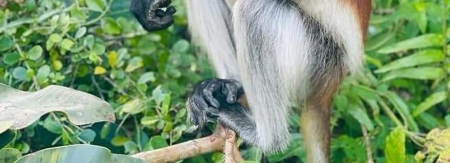 Zanzibar : découverte de Stone Town et de la forêt de Jozani