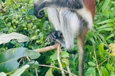 Zanzibar: Approfondimenti sulla città di pietra ed esplorazione della foresta di Jozani