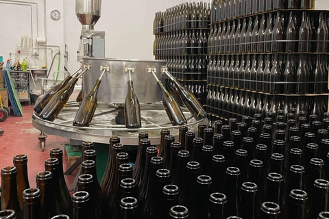 Tarragona: Tour of an underground winery with a tasting of 6 cavas and 6 wines Guided visit in English
