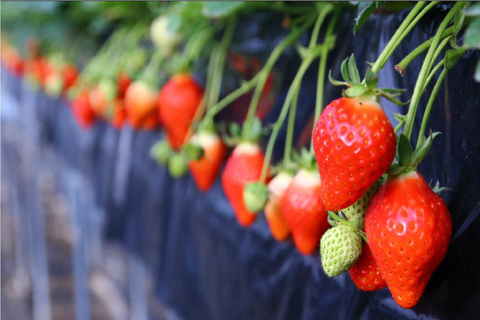 Cherry Blossom Buddha and Mt.Yoshino Tour From Osaka