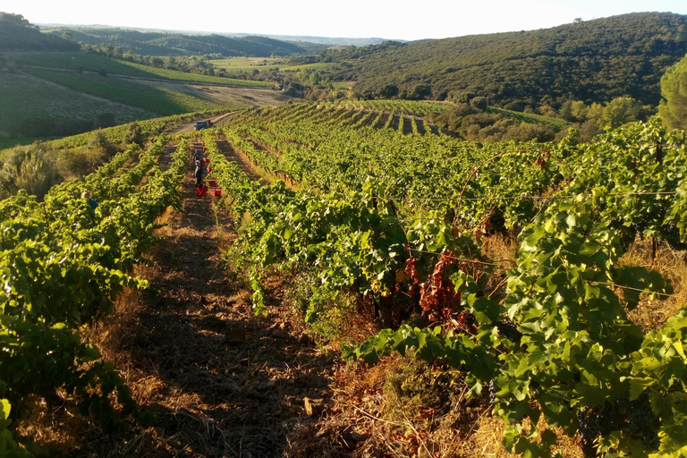 Beziers: Eco Wine Tasting at Sarabande Wines Off-Grid Winery