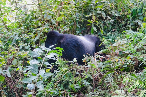 Kigali/Entebbe: 3-Day Bwindi Gorilla Trekking Tour
