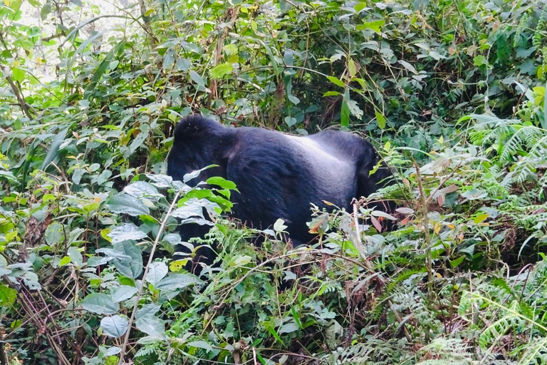 Kigali/Entebbe: 3-Day Bwindi Gorilla Trekking Tour