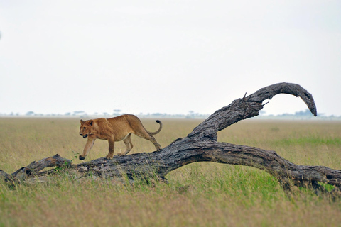 7-Day Budget Camping - Tarangire, Serengeti, Ngorongoro...