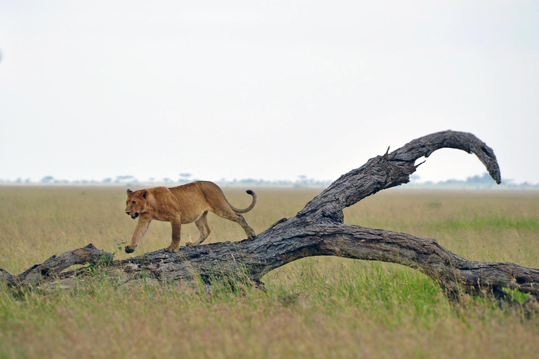7-Day Budget Camping - Tarangire, Serengeti, Ngorongoro...