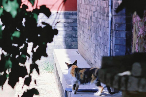 Hohhot Dazhao Temple Entry Ticket with Food & Route Tips