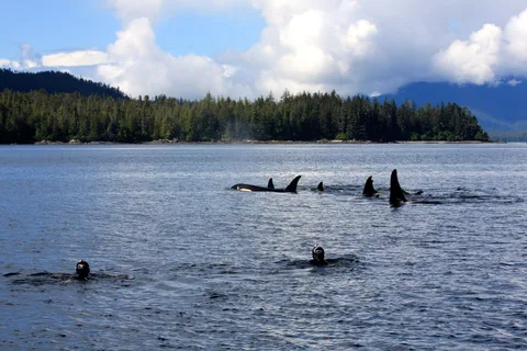 Ketchikan, Alaska: The Mountain Point Snorkeling Adventure