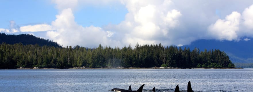 Ketchikan, Alaska : Aventure de plongée en apnée à Mountain Point