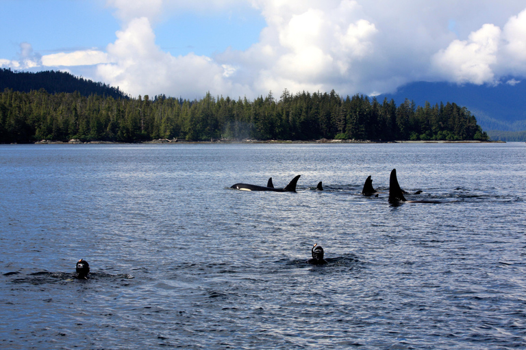 Ketchikan, Alaska: The Mountain Point Snorkeling Adventure Ketchikan, Alaska: Snorkeling Tour all inclusive. 3 Hours.