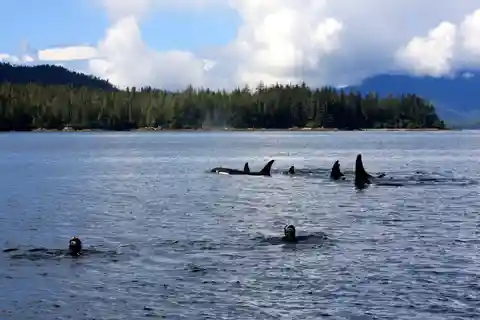 Ketchikan, Alaska: The Mountain Point Snorkeling Adventure