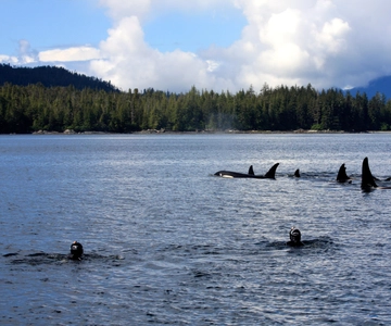 Ketchikan, Alaska: The Mountain Point Snorkeling Adventure