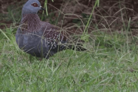 Cape Town: Kirstenbosch & False Bay Birdwatching Tour