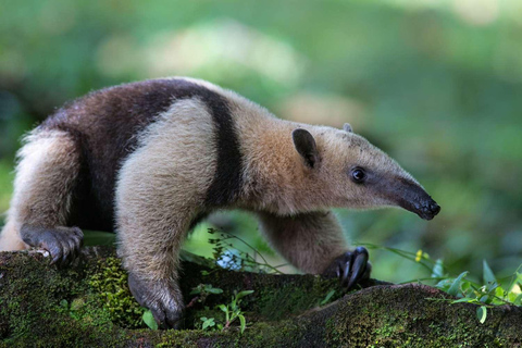 Carara nationalpark: Guidad vandring Carara Costa Rica Natur