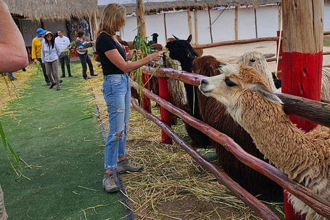 Ausflug zur Alpaka- und Lama-Farm mit Webevorführung