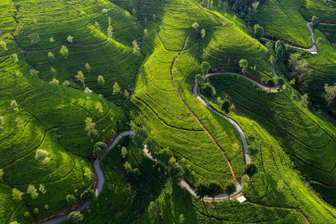 Sri Lanka - Circuit de 4 jours à Kandy et Nuwara Eliya, dans la région du thé et des collines