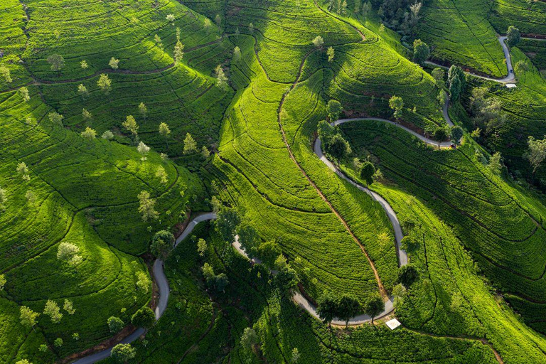 Tour di 4 giorni di Kandy e Nuwara Eliya con tè e paesaggi collinari in Sri Lanka