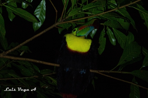 Monteverde: Viaje a las Maravillas NocturnasTour privado Maravillas Nocturnas en Monteverde